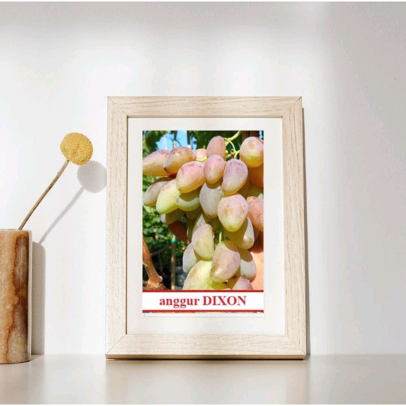 bibit anggur dixon mudah berbuah