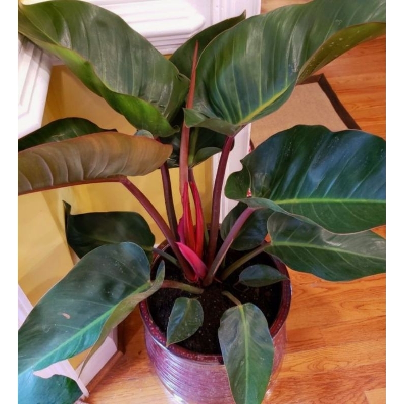 ( BISA COD ) Keladi Hias Tanaman Hias Keladi Murah Merah /  Merah Bunga Hidup Tanaman Hias Hidup Tan