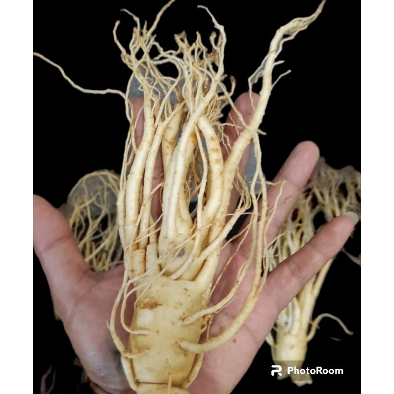 

Gingseng merah korea