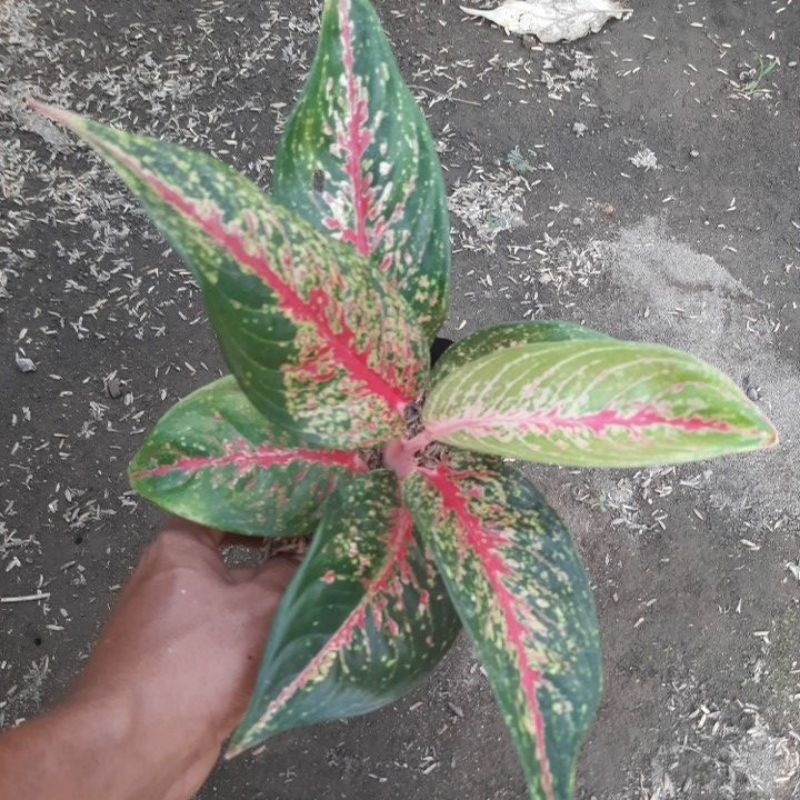 Tanaman hias aglonema hot lady, aglo hot lady merah merona