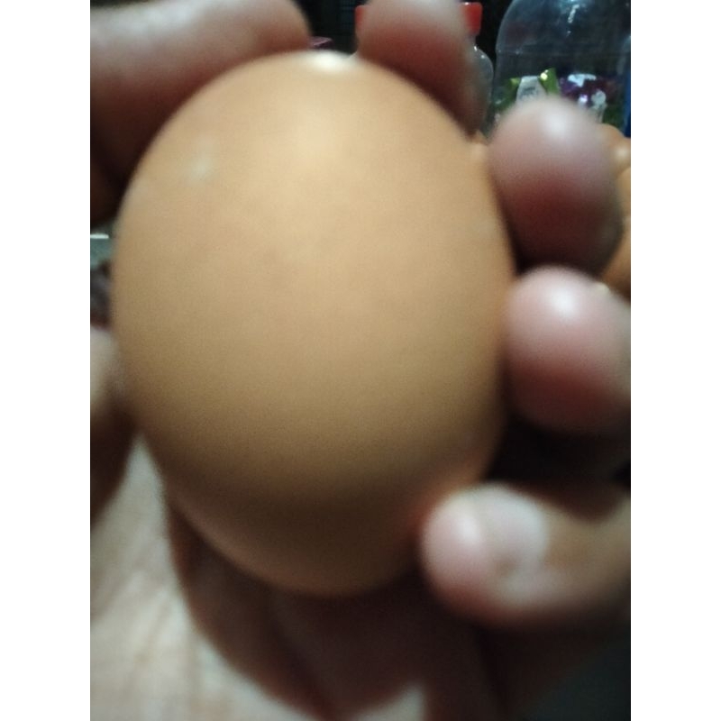 

telur rebus telur ayam ras