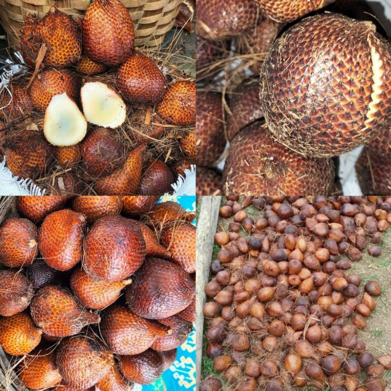 

Salak manis Tapanuli selatan petik langsung dari pohon nya
