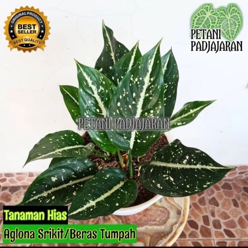 Tanaman Hias Aglonema Srikit - Aglonema Srikit
