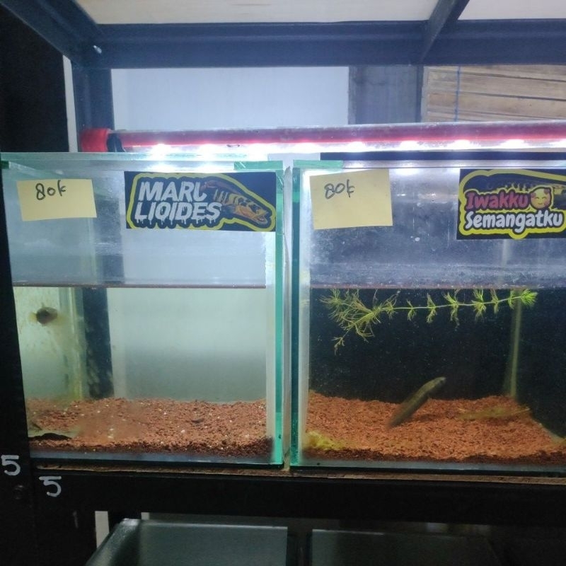 Chana Red Barito 10-11cm full pelet single tank