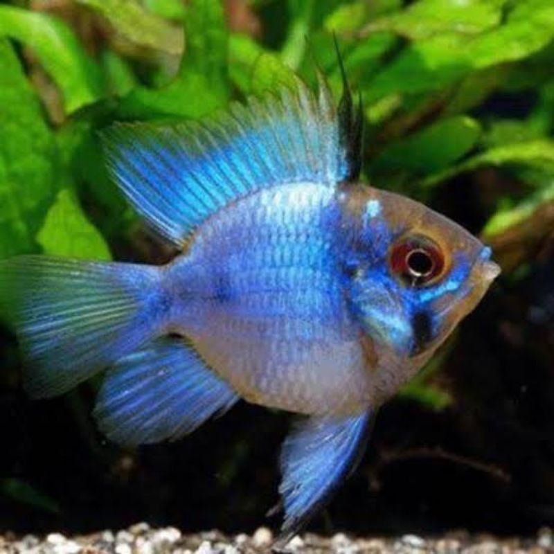 IKAN HIAS AQUASCAPE RAMIREZI BLUE ELEKTRIK