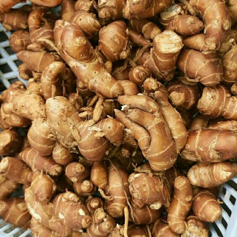 

kencur 500 gram