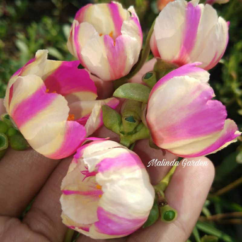 Bunga krokot duna DMG 45 / mossrose tanaman hias pukul 9