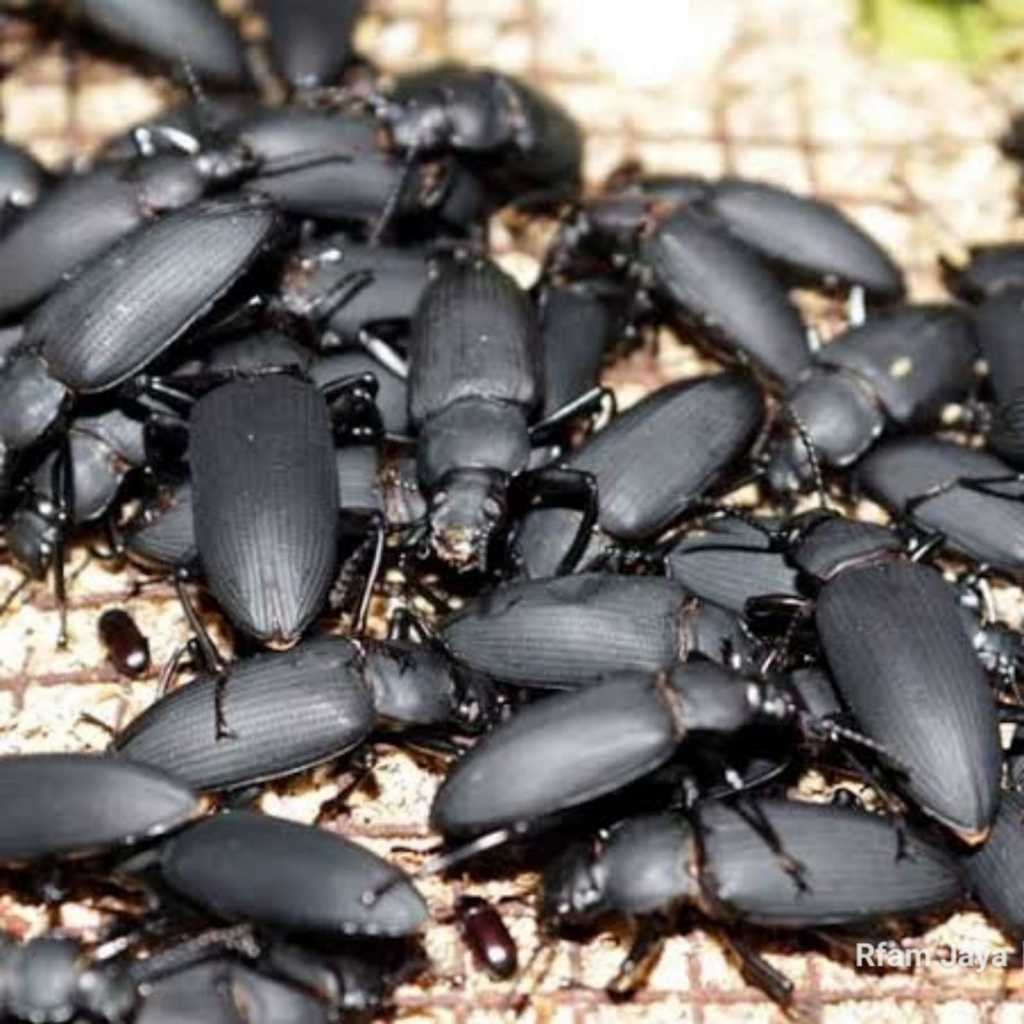 PAKET TERNAK ULAT JERMAN ISI 50 PCS INDUKAN KEPIK KUMBANG SIAP TERNAK