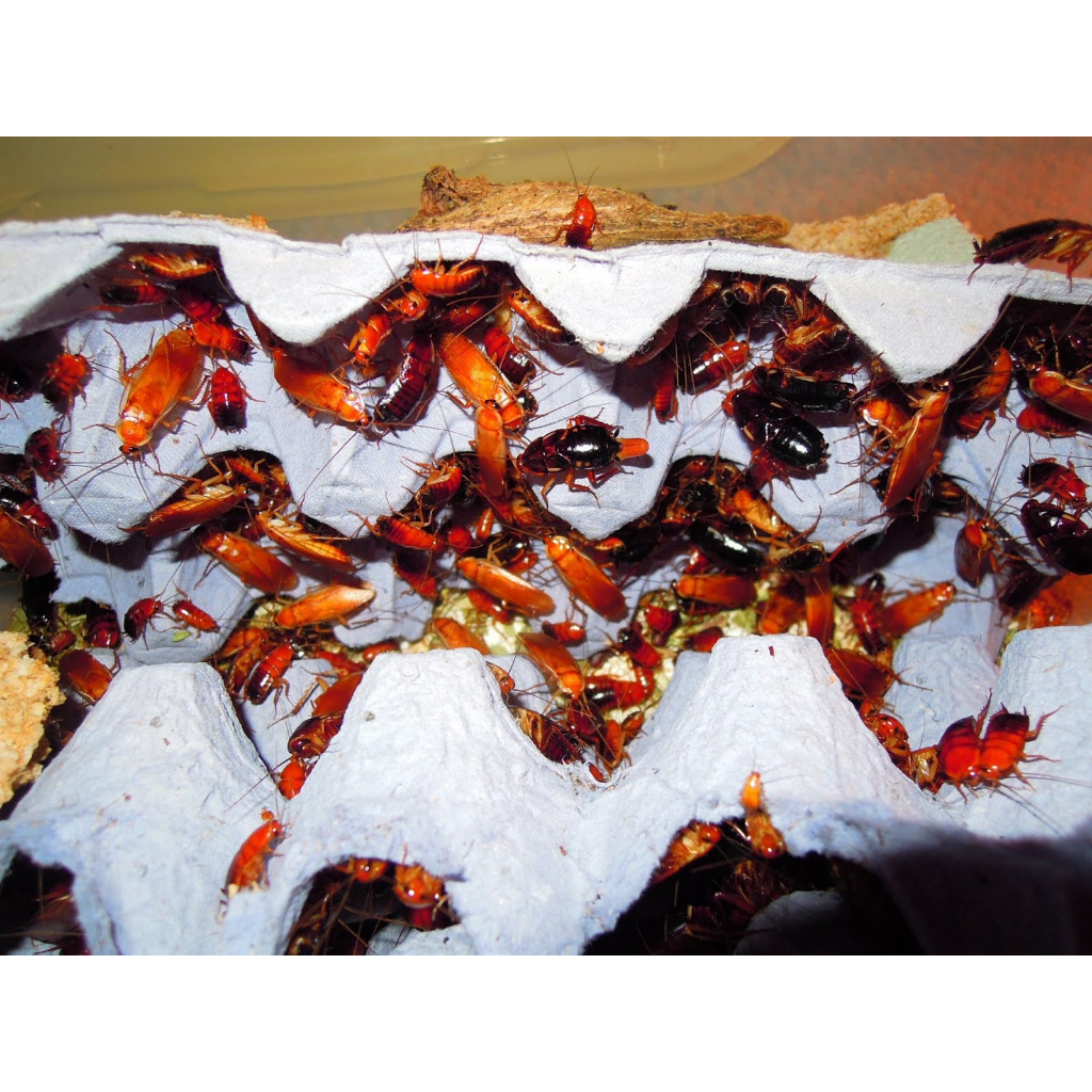 KECOA TURKISH 20 EKOR PAKAN IKAN BURUNG REPTIL PREDATOR