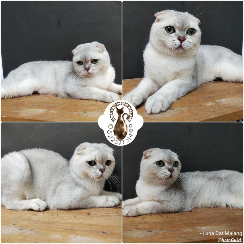 kucing scottish fold line import