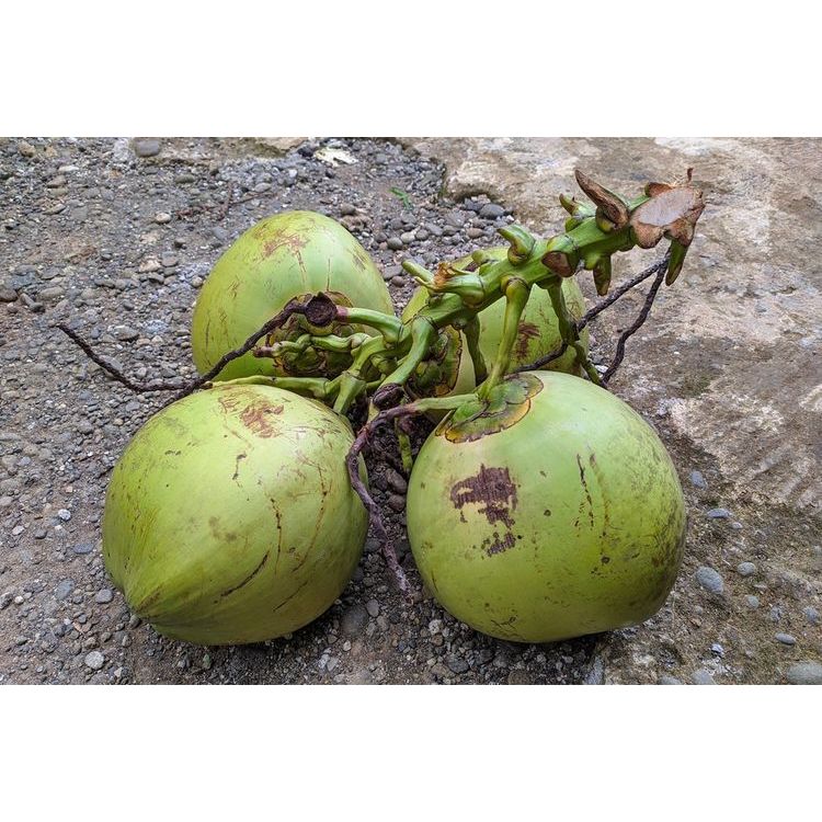 

buah kelapa wulung asli