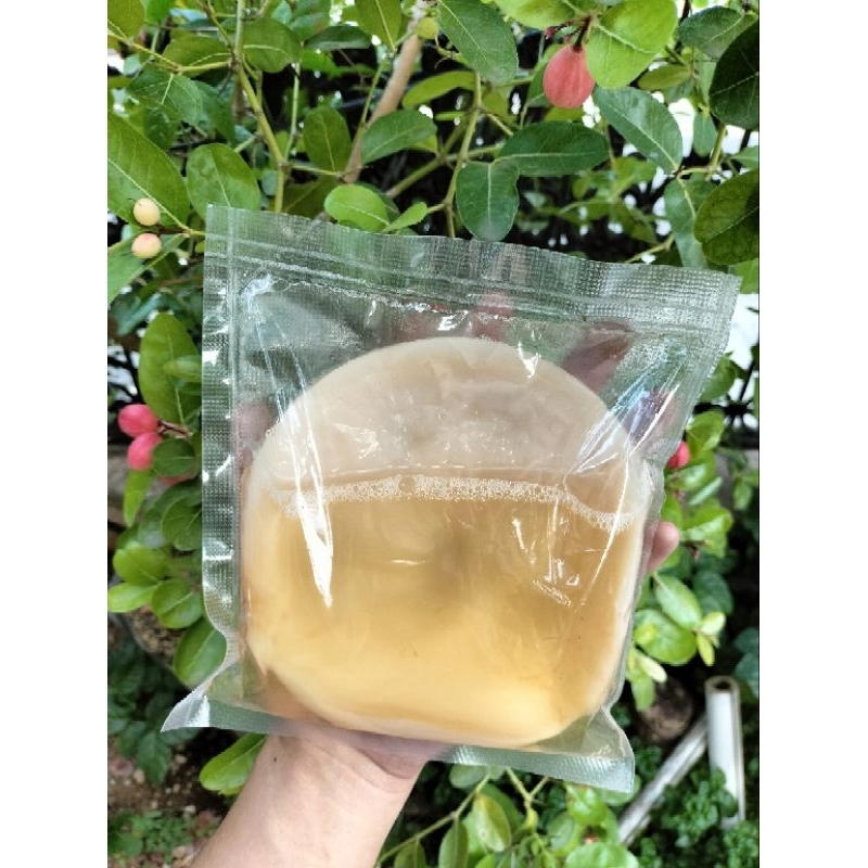 

Scoby Jamur Kombucha Dipo Starter Bibit Fermentasi