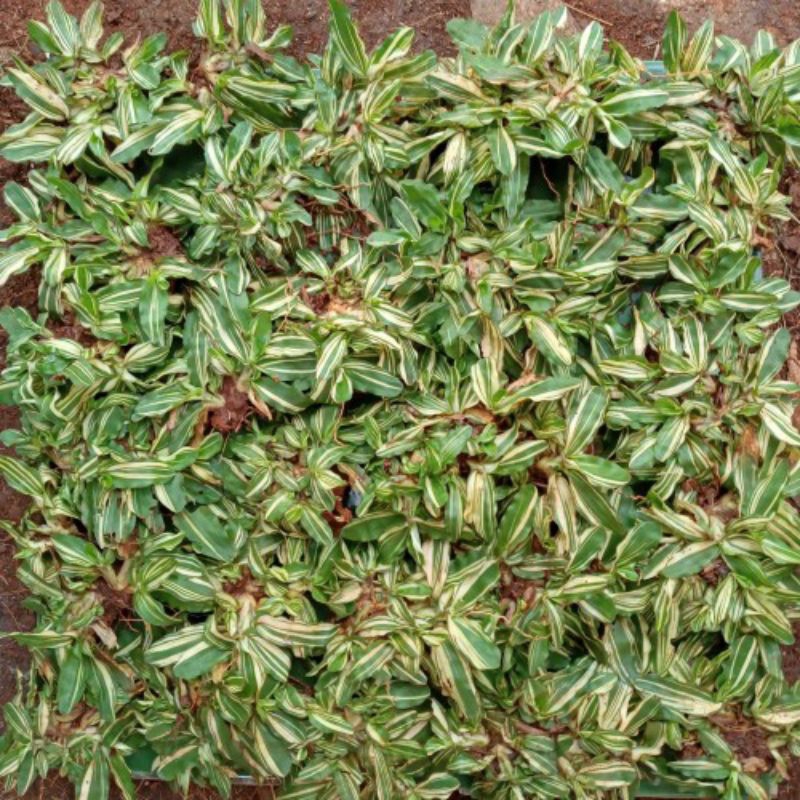Rumput gajah mini Varigata 1 meter