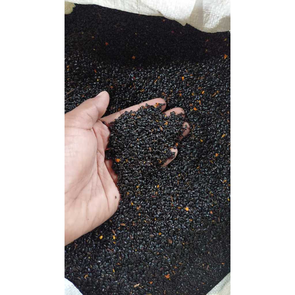Benih Biji Pohon Akasia Mangium siap semai - Benih Acacia Mangium