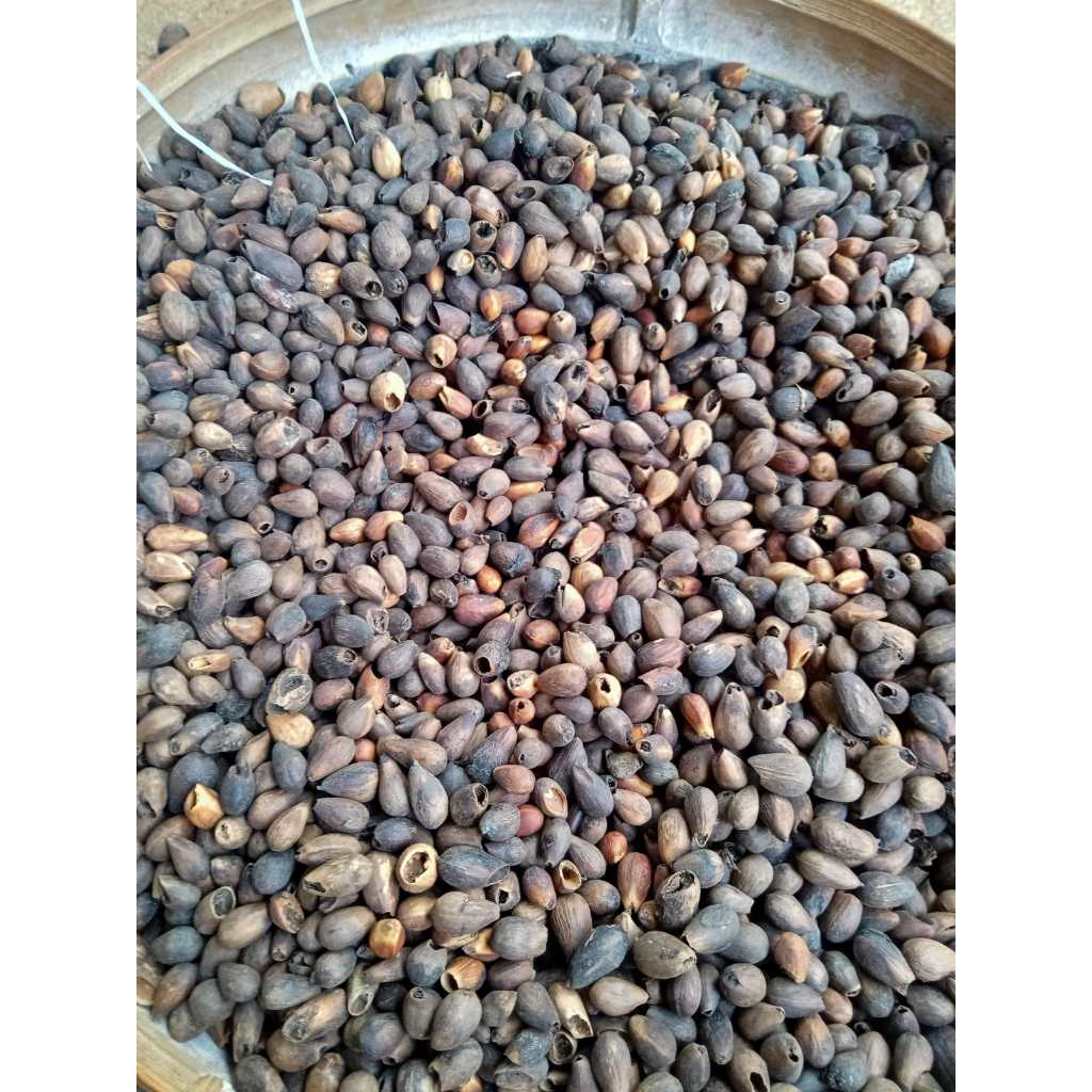 Benih Biji Tanaman Gmelina - Tanaman Gmelina - Biji Jati Putih siap semai