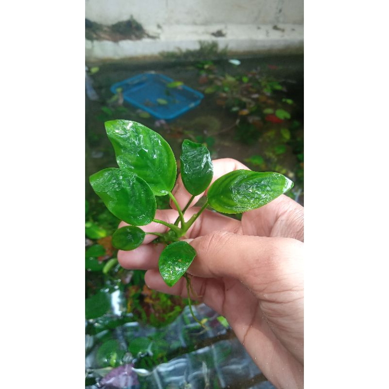 anubias nana mini  tanaman aquascape