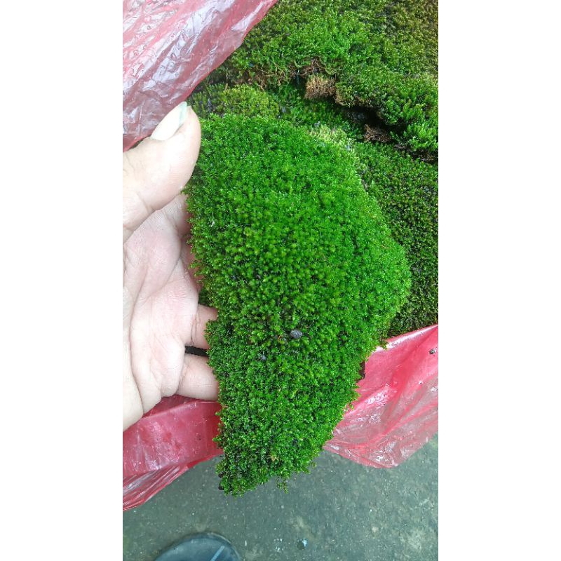 mos darat start mos, mos paludarium porsi 1 kg