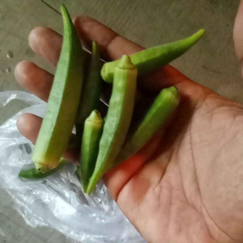 

okra segar