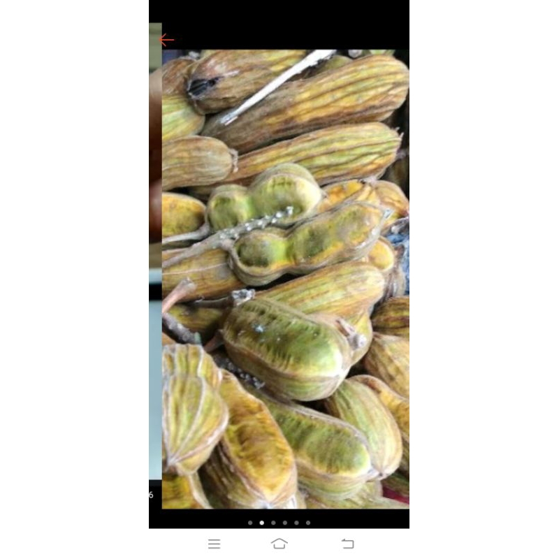 

buah salju harga grosir