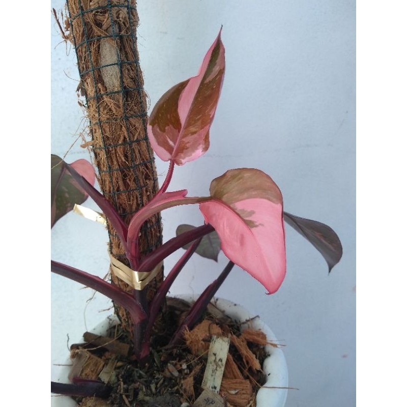 tanaman hias philodendron pink princess black Cherry