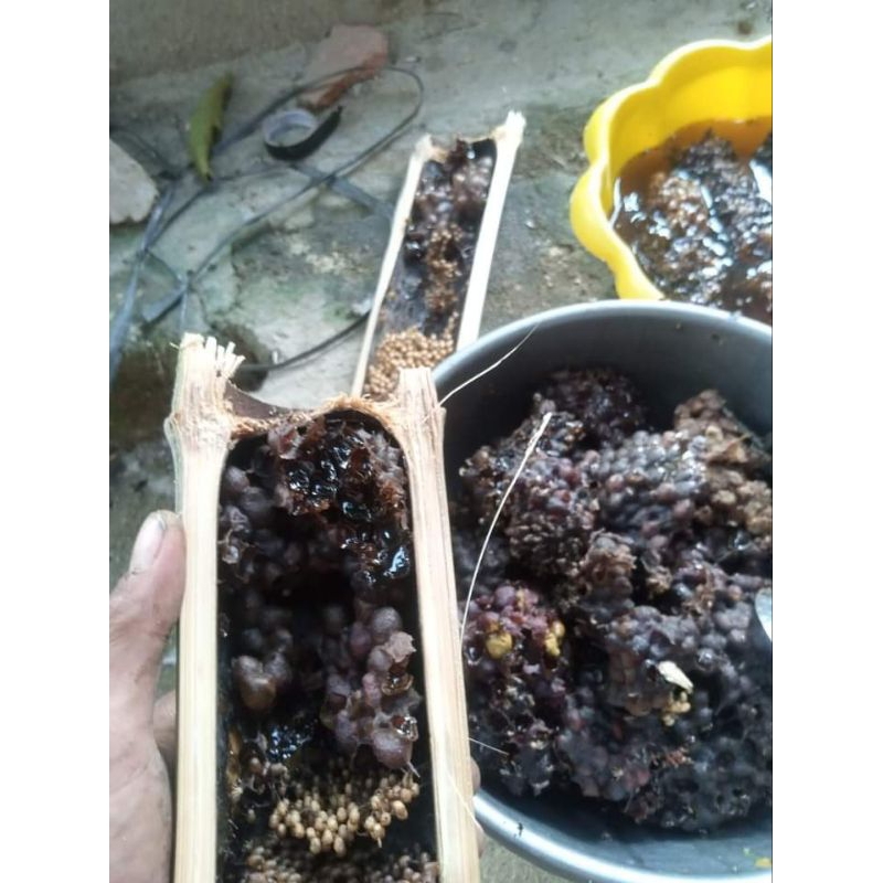

Sekar_Shop07 Madu Klanceng Bambu Murni,,Madu Asam Urat/Madu Trigona/Kelulut