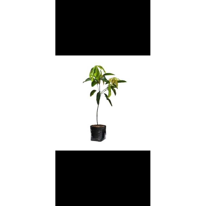 Bibit mangga harum manis/mangga harum manis okulasi