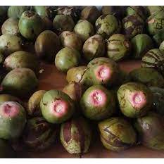 

buah serat merah sehat 1 biji