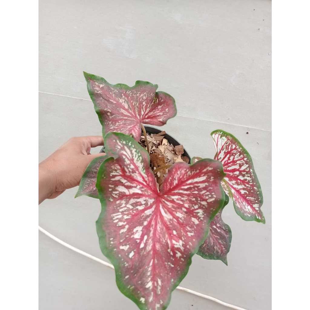 caladium worton
