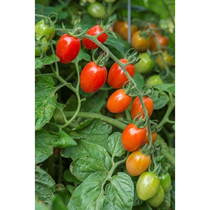 

TOMAT CHERRY RASANYA ENAK FRESH LANGSUNG DARI KEBUN MURAH