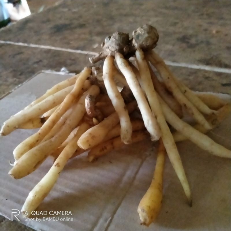 

belanja disini promo temukunci segar fres/1kg sudah dicuci bersih