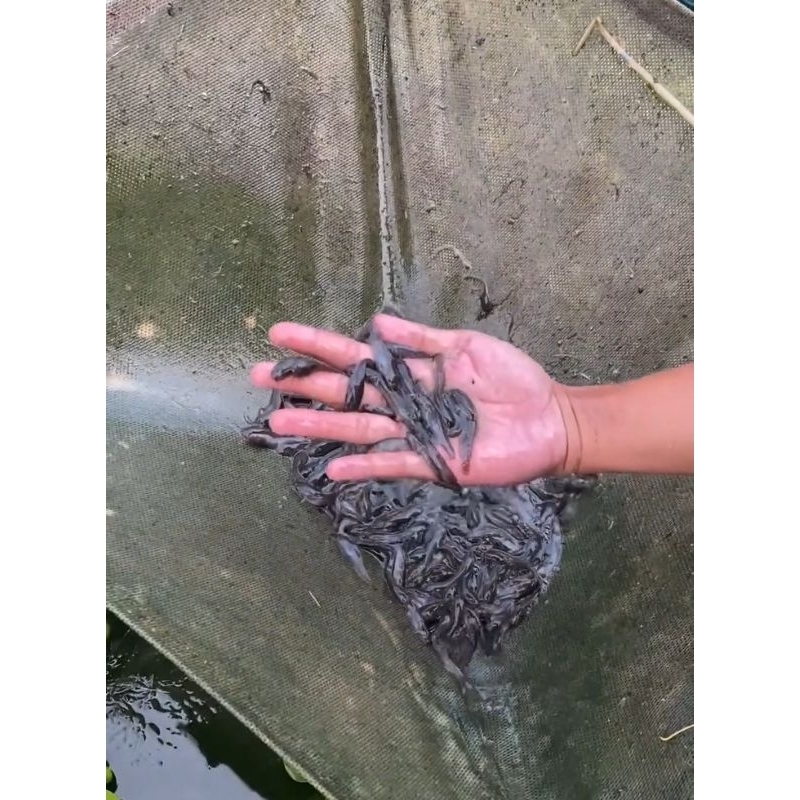 bibit lele dumbo 3-4 cm sehat murah