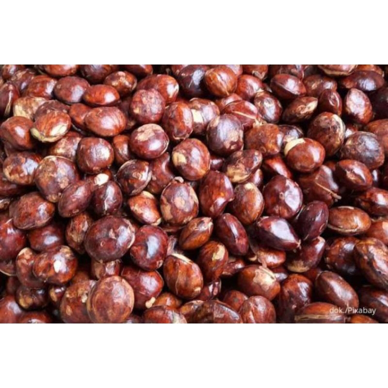 

Jengkol Lampung