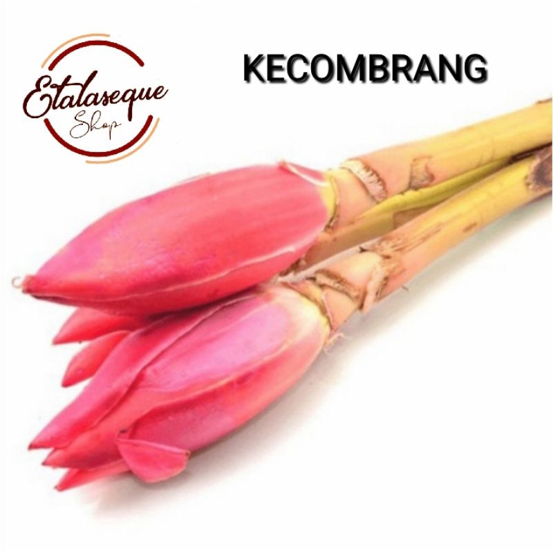 

KECOMBRANG 1 pcs