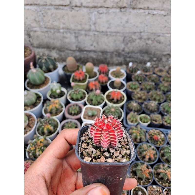 Kaktus Miha Varigata