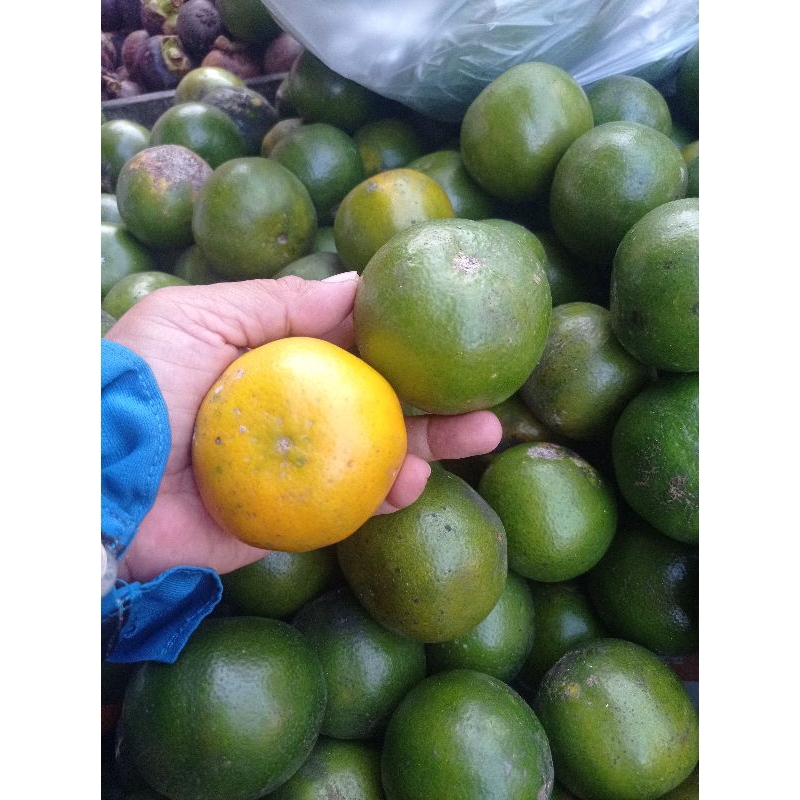 

Jeruk peras Jawa manis segar / jeruk es 1 kg