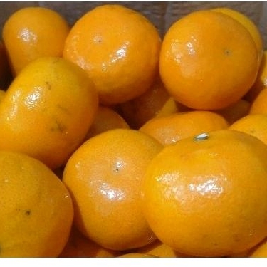 

Jeruk Honey Murcot