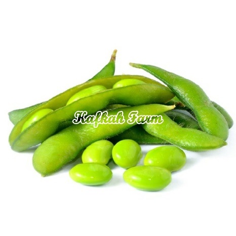 Benih 5 Biji Kacang Kedelai EDAMAME