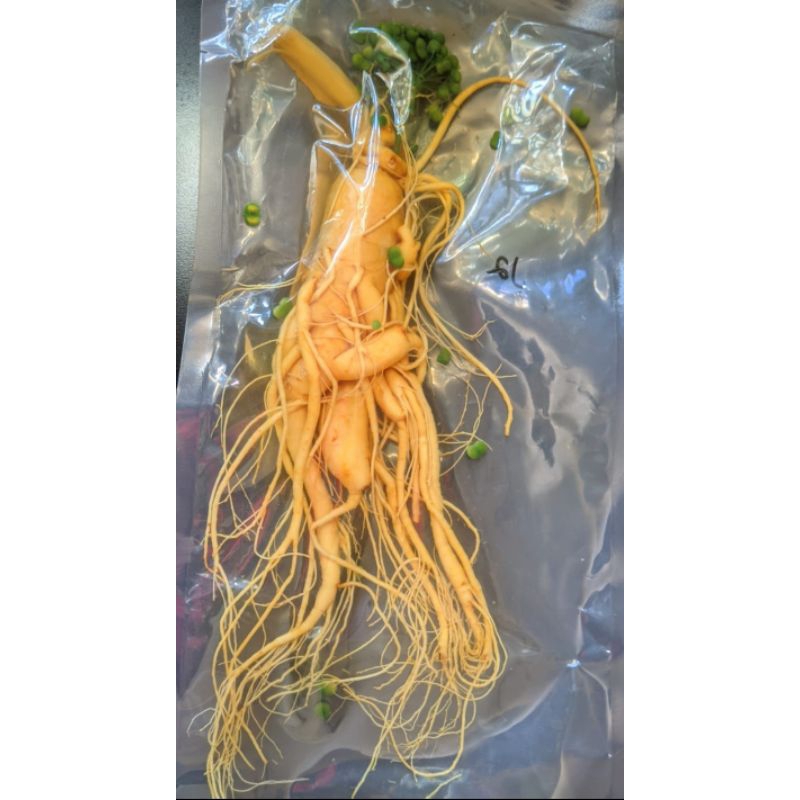 

Gingseng merah jumbo original