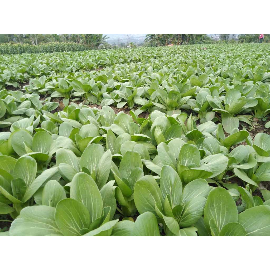 pupuk BST kalium kalsium bahan abu cair