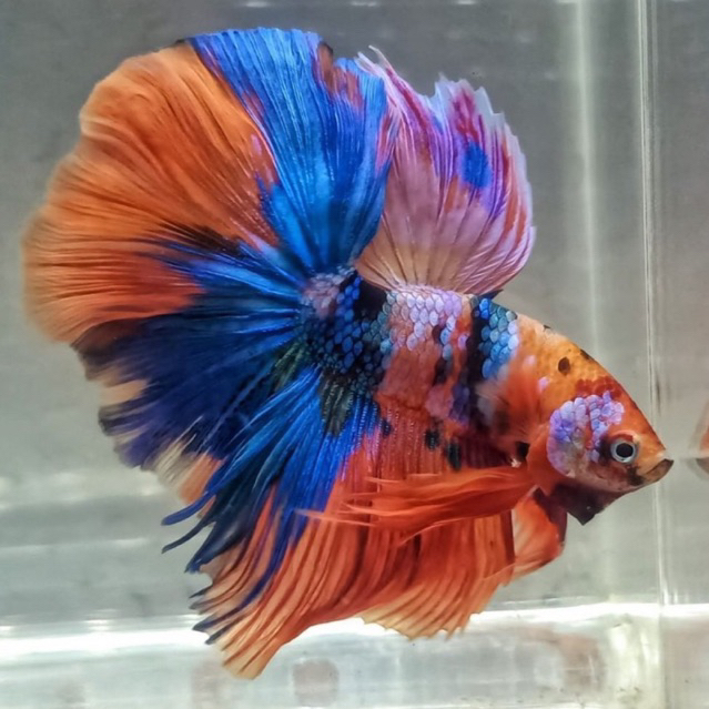 Cupang Hias Halfmoon Nemo fancy size M