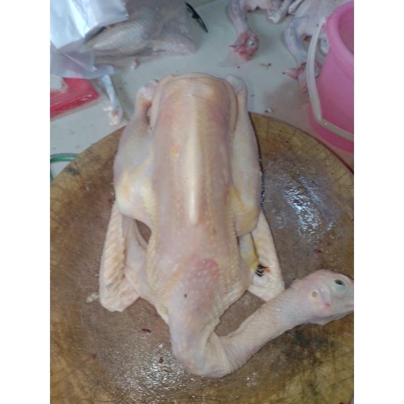 

ayam kampung asli liar