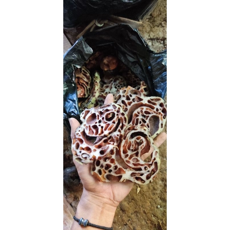 

Sarang semut segar fresh 500 gram