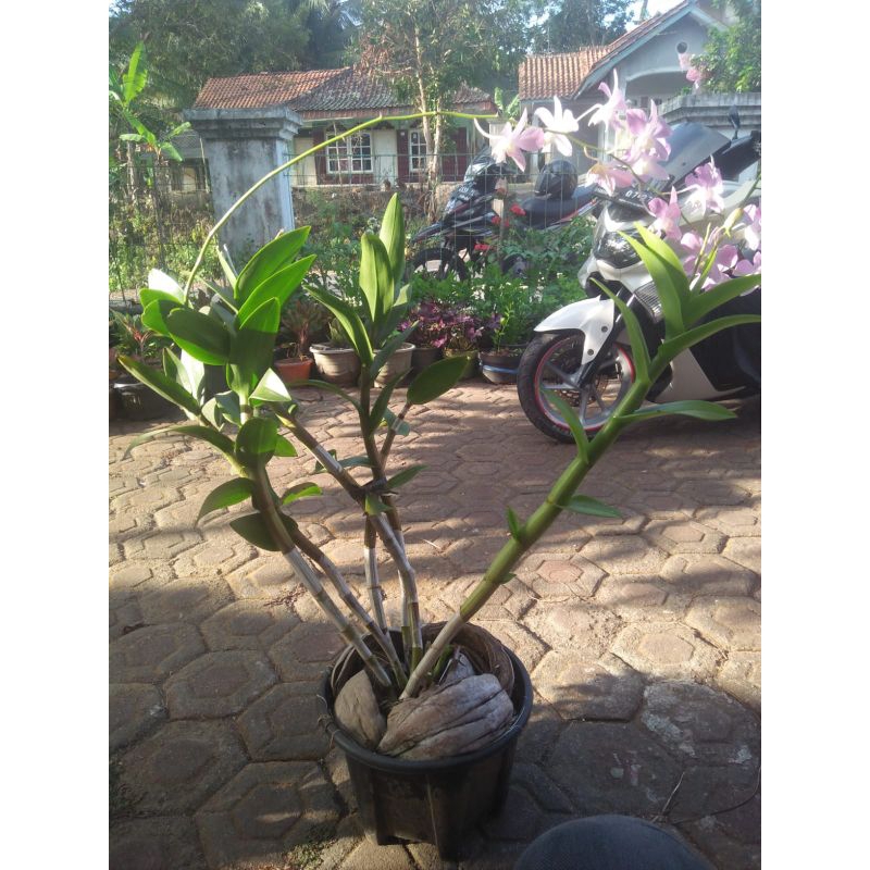 anggrek den. mantangai