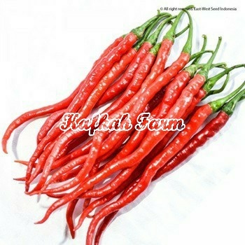 Benih 10 Biji Cabe Keritng LAJU F1