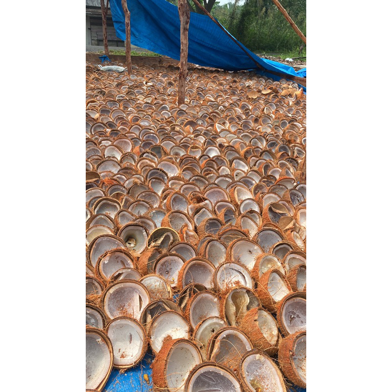 

Sampel Kopra Kering Edibel