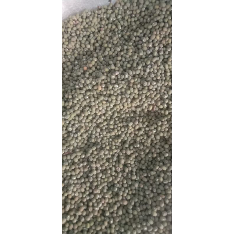 

Kacang Ijo 1KG ( order 5Kg keatas harga grosir)