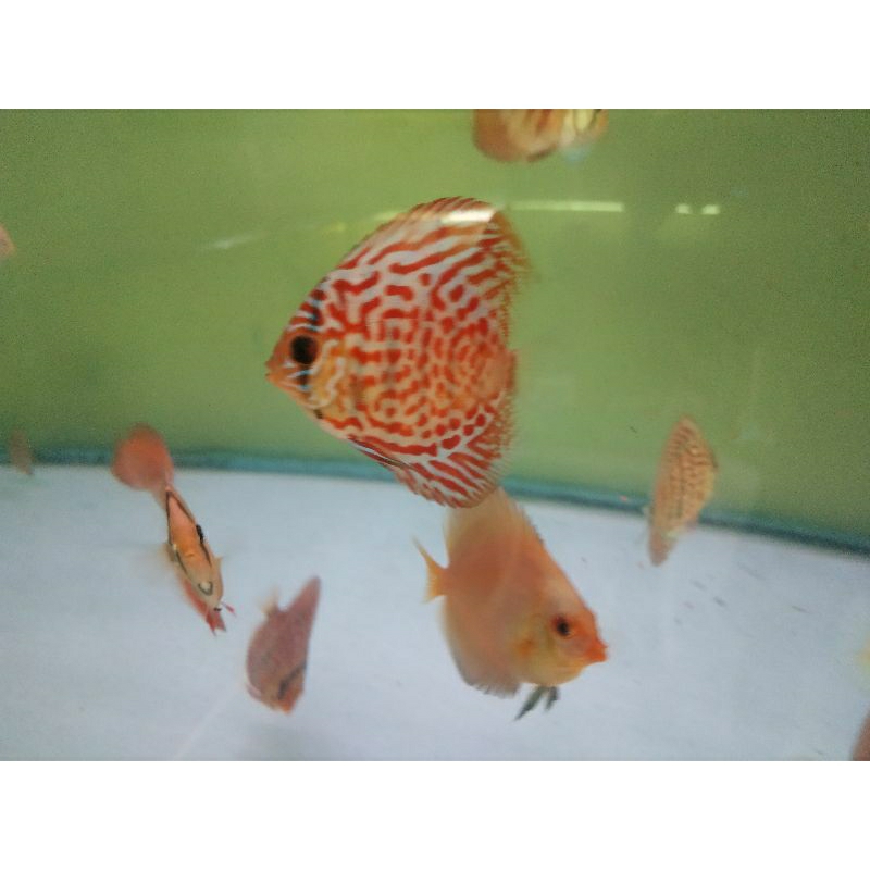 ikan discus leopard
