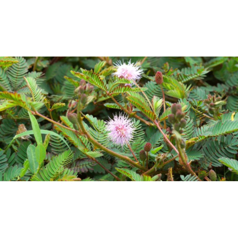 

daun putri malu obat tradisional/obat herbal 500g murah