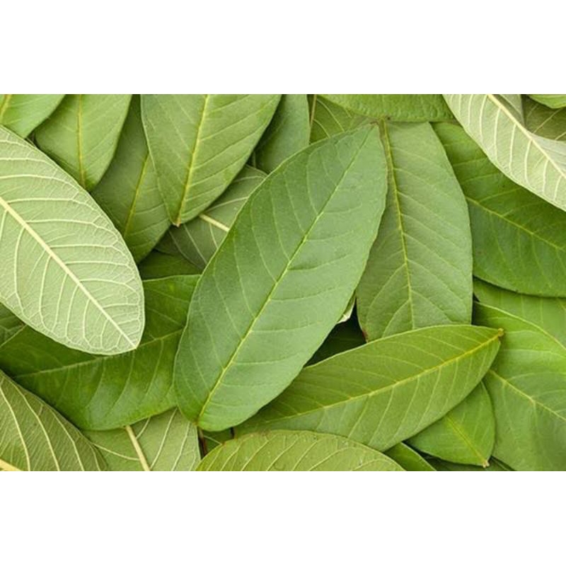 

daun jambu biji