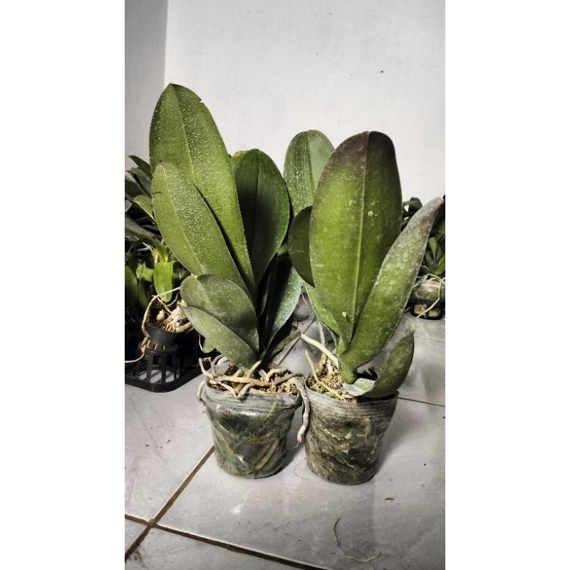 anggrek bulan paska premium jumbo